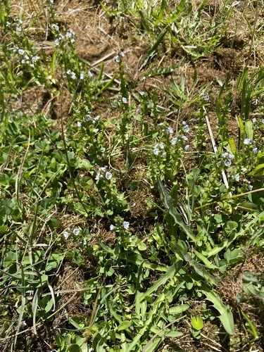 Turf speedwell