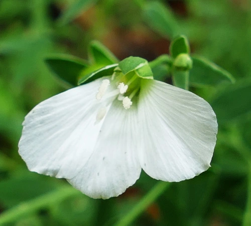 Linum usitatissimum
