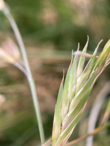 prairie grass