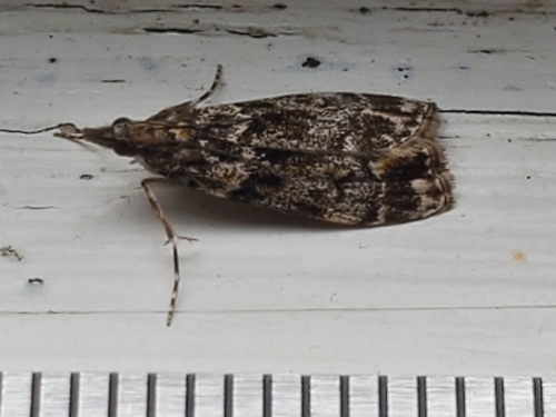 Little Orange-Spot Scoparia