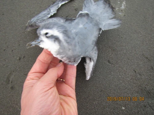 Slender-billed Prion