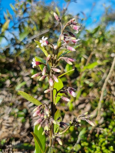 Kaihua