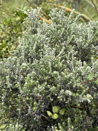 Ozothamnus leptophyllus
