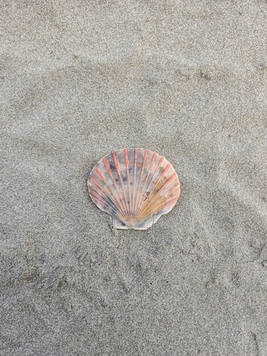 New Zealand Scallop