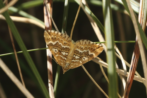 Large Striped Carpet