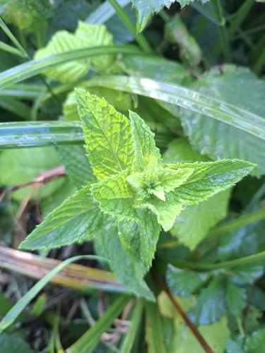 spearmint