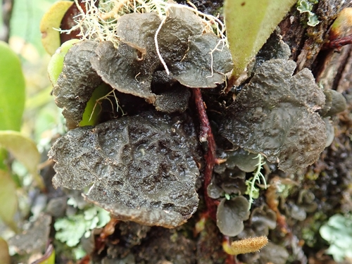 Peppered Moon Lichen