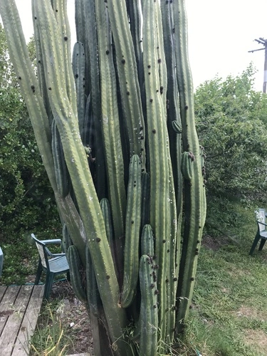 Sacred Column Cactus