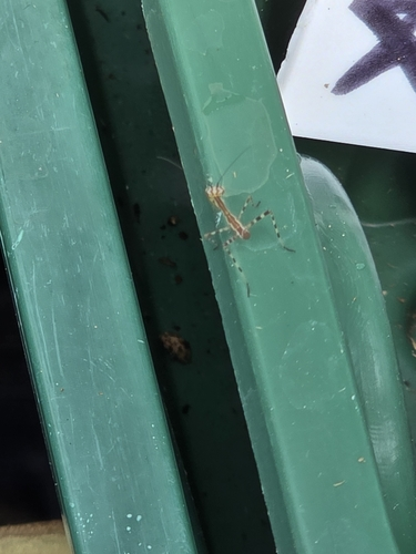 South African Mantis