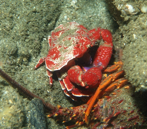 Triangle crab