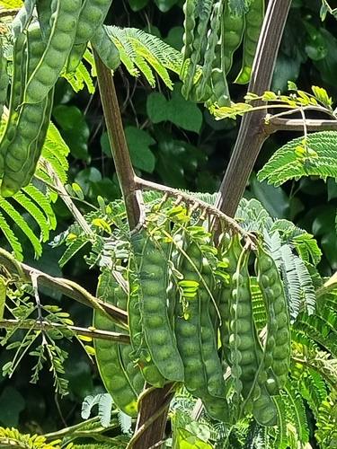 Brush wattle