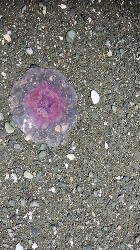 Cyanea rosea