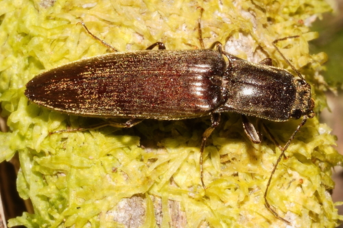 Dendrometrinae