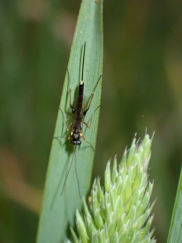 Trathala agnina