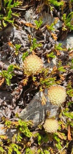 Leptinella pyrethrifolia pyrethrifolia