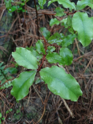 Māpou