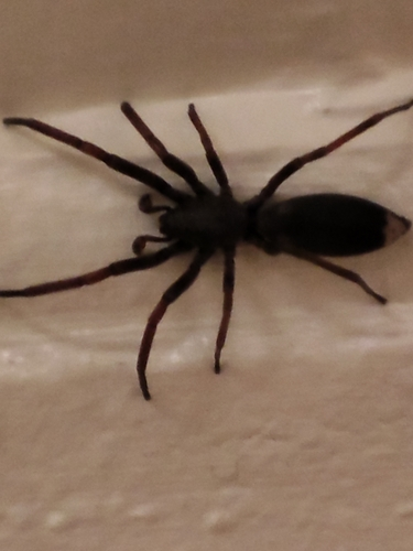 Common White-tail Spider