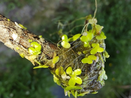 Lemna disperma