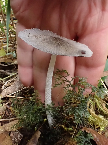 Coprinopsis sect. Lanatulae