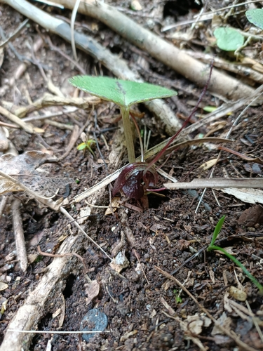 Silver-back Spider-Orchid