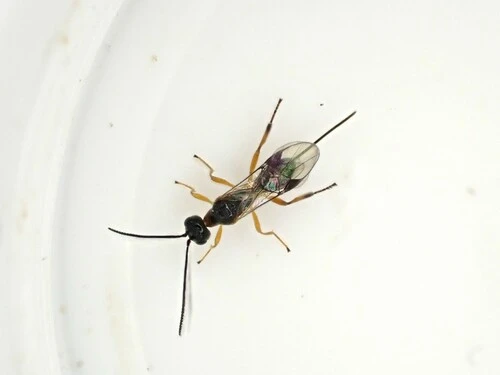 Ichneumonid and Braconid Wasps