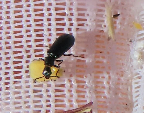 Soft-winged Flower Beetles