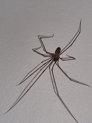 Grote trilspin