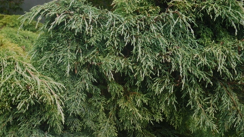 Cedar of Goa