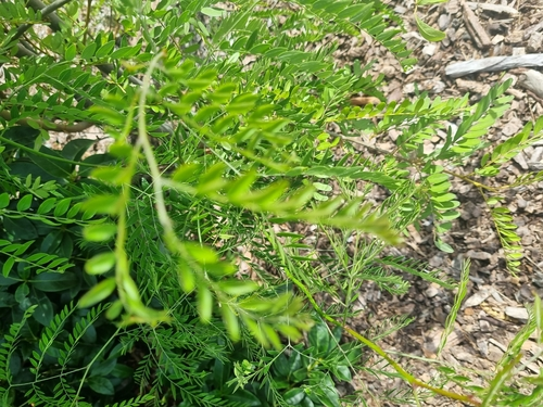 honey locust