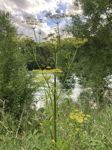 palsternacka
