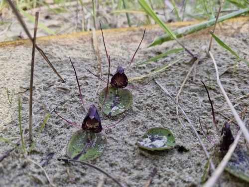 Silver-back Spider-Orchid