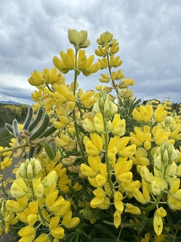 Lupin arborescent