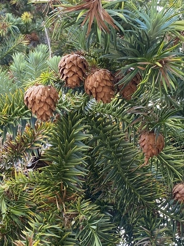 China-fir