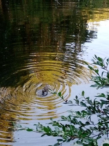 Mallard