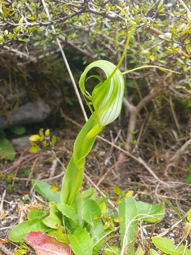 Pterostylis oliveri