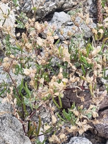 Sand-Spurries