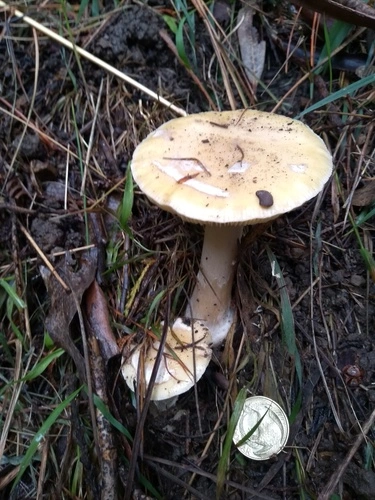 Amanita junquillea