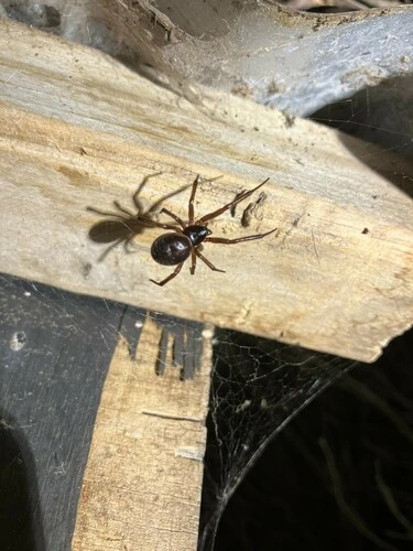 Noble False Widow