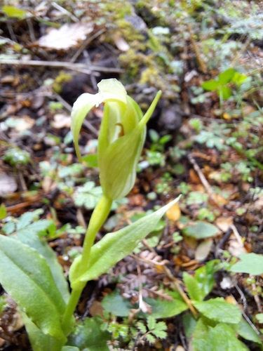 Pterostylis oliveri