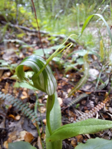 Pterostylis oliveri