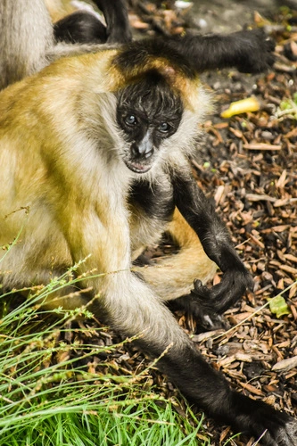 Central American Spider Monkey