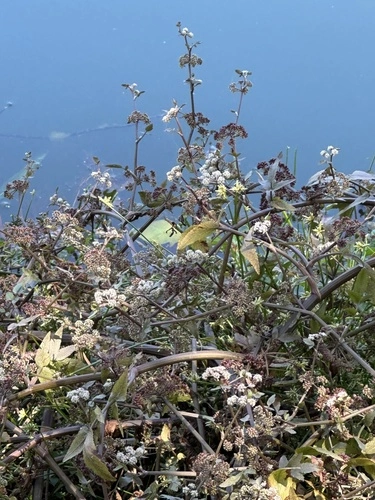 Fools watercress