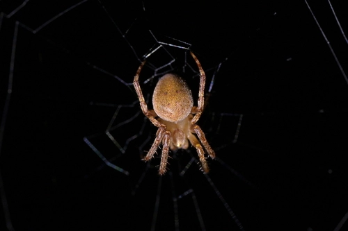 Colaranea