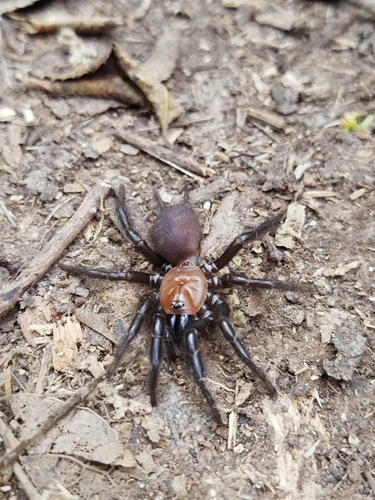 Black Tunnelweb Spider