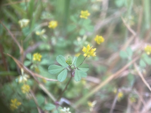 Suckling clover