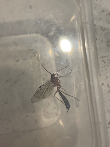 Orange ichneumonid wasp