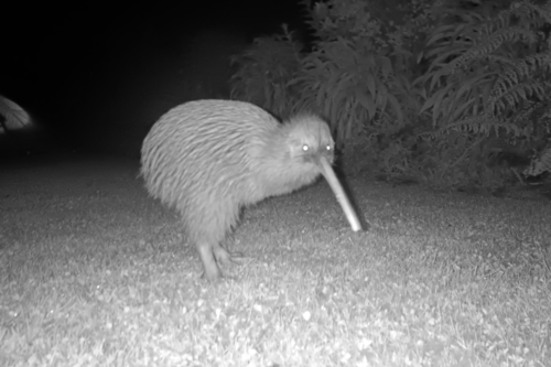 Rakiura Brown Kiwi