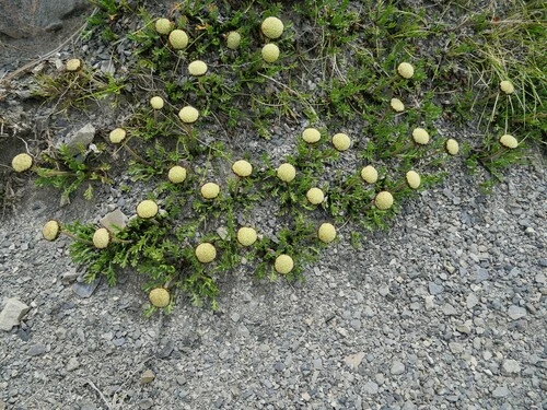 Leptinella pyrethrifolia pyrethrifolia