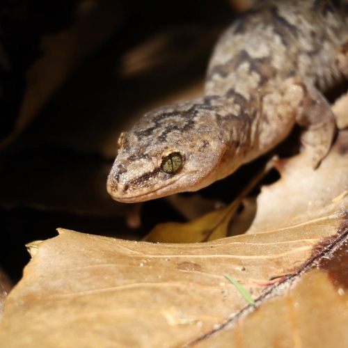 Raukawa Gecko