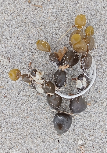 Neptune's necklace